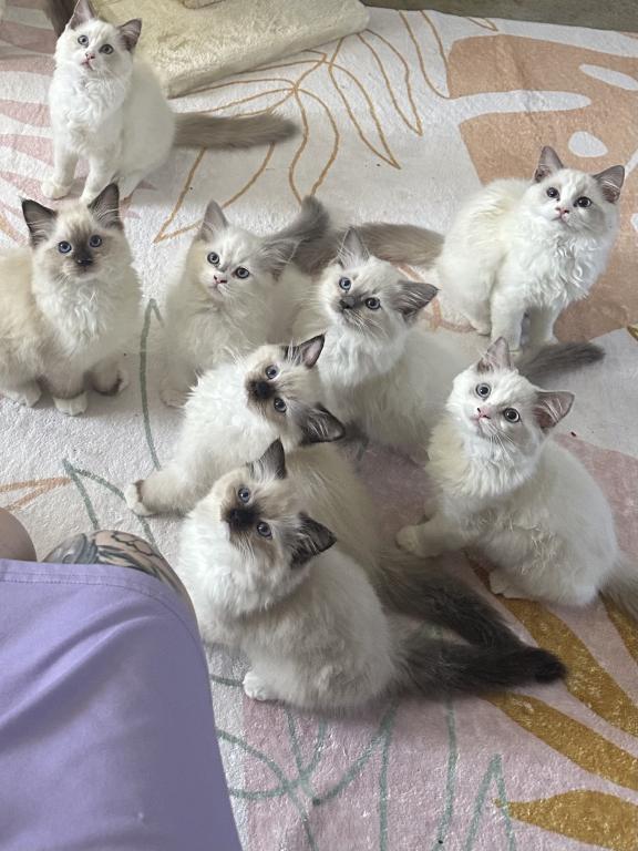 Darling Dollcats photo 16