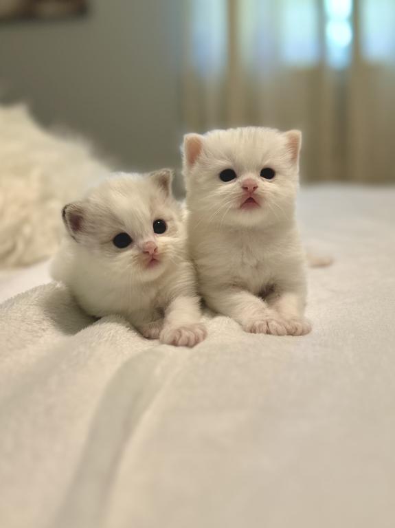 Darling Dollcats photo 6