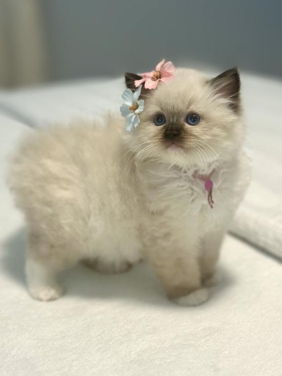 Darling Dollcats photo 8