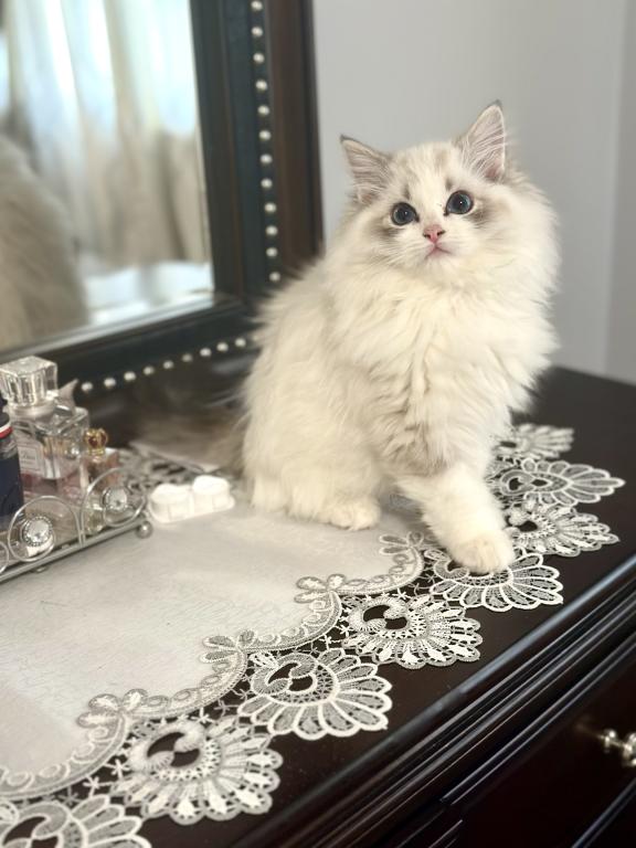 Darling Dollcats photo 4