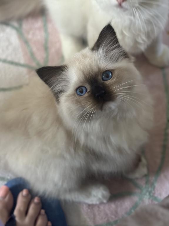 Darling Dollcats photo 18