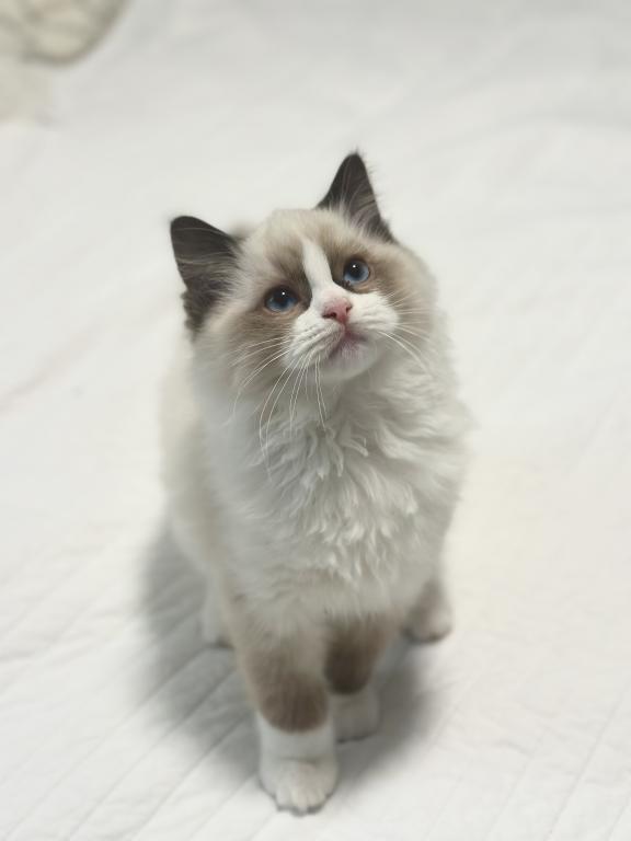 Darling Dollcats photo 2