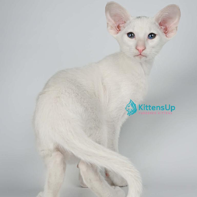 Hera photo 3