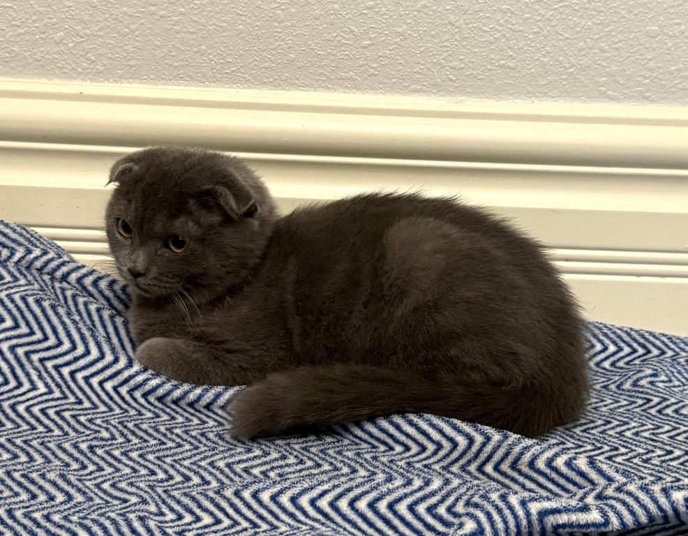 Bella photo 1