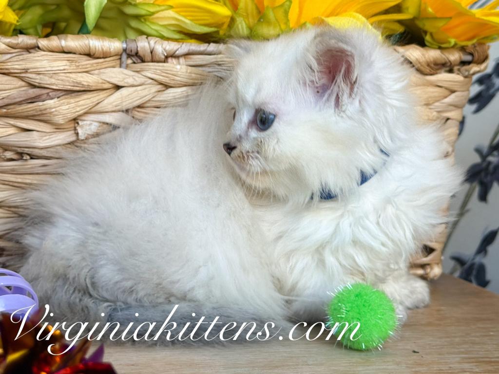 Kitten Boy photo 3