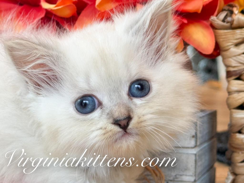 Kitten Boy photo 1