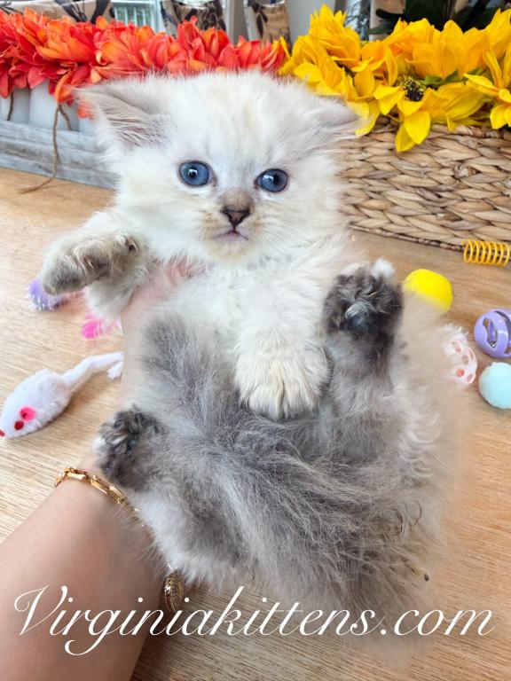 Kitten Boy photo 5
