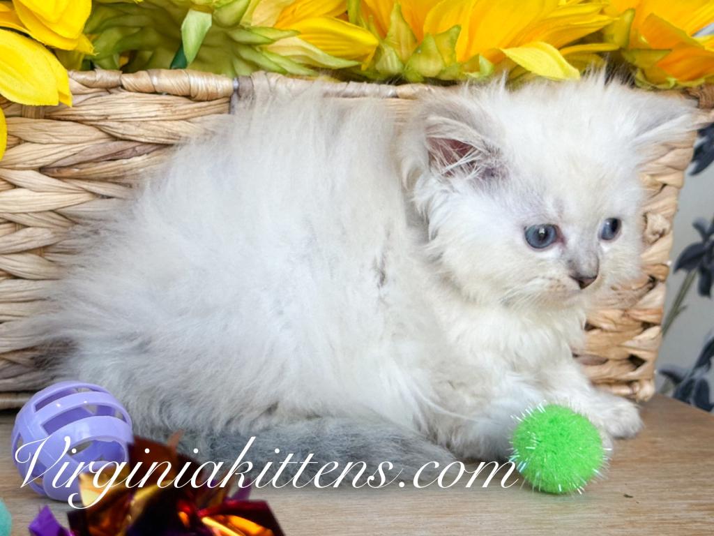Kitten Boy photo 2