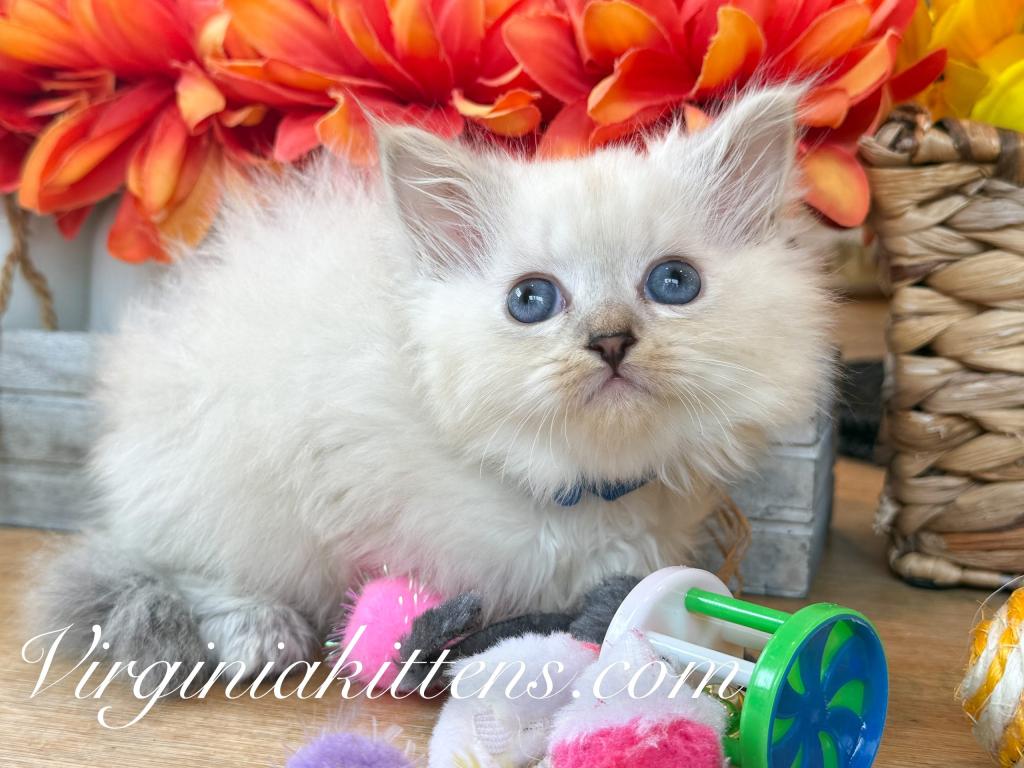 Kitten Boy photo 4