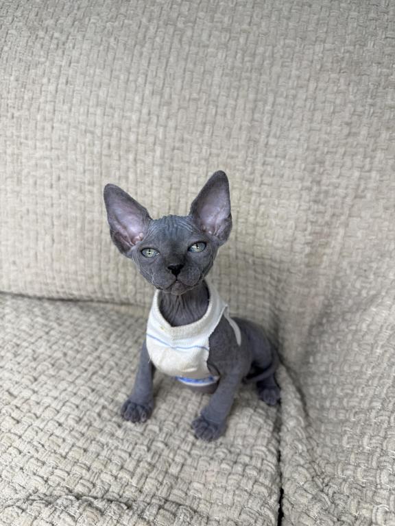 Sphynx Kittens photo 4