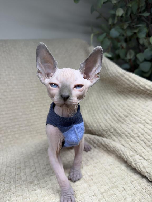 Sphynx Kittens photo 1