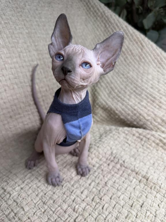 Sphynx Kittens photo 6