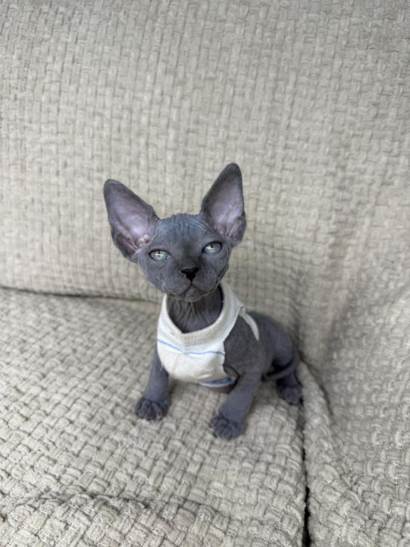Sphynx Kittens photo 3