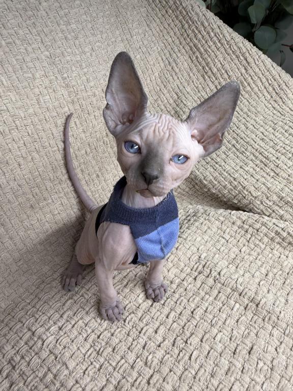 Sphynx Kittens photo 5