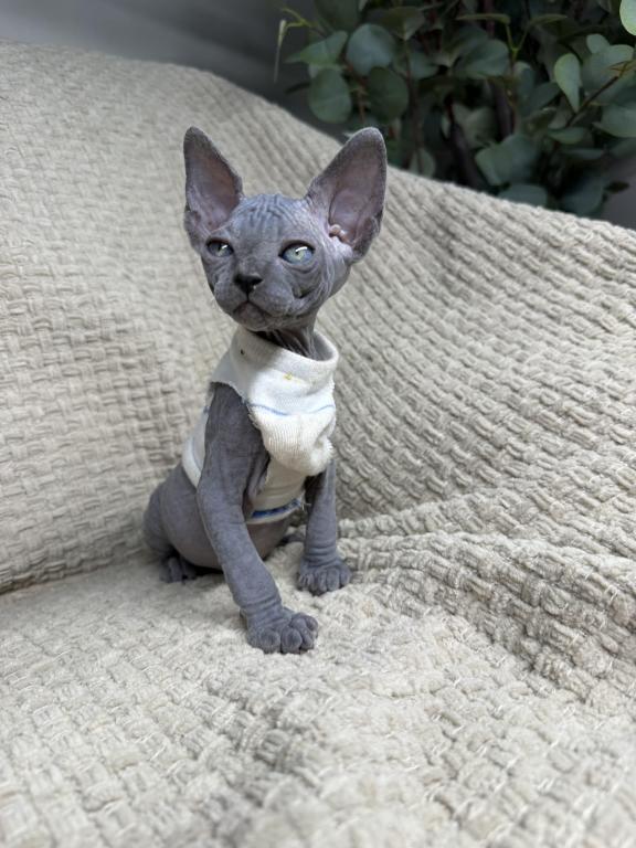 Sphynx Kittens photo 2