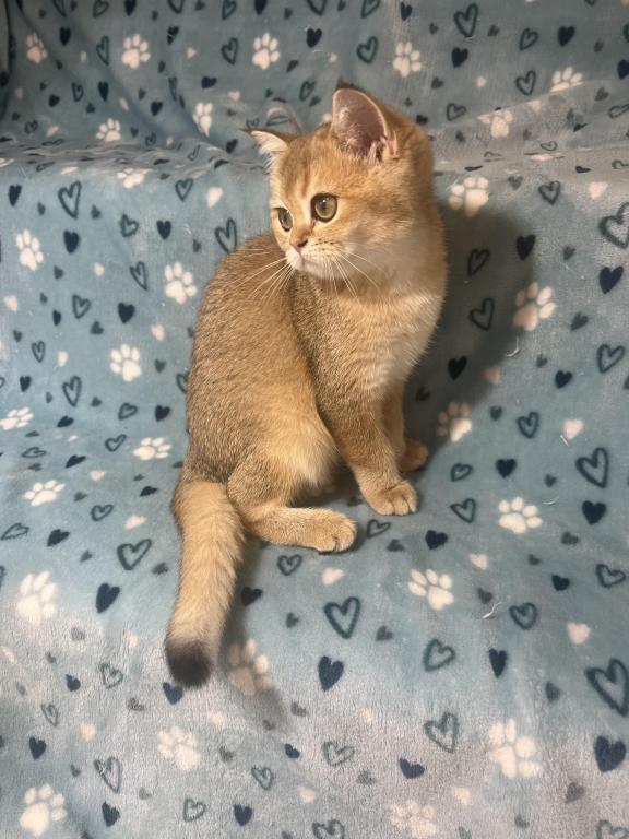 Lily photo 4
