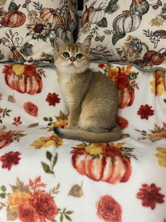 Lily photo 10