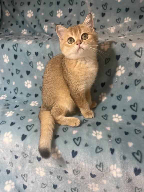 Lily photo 3