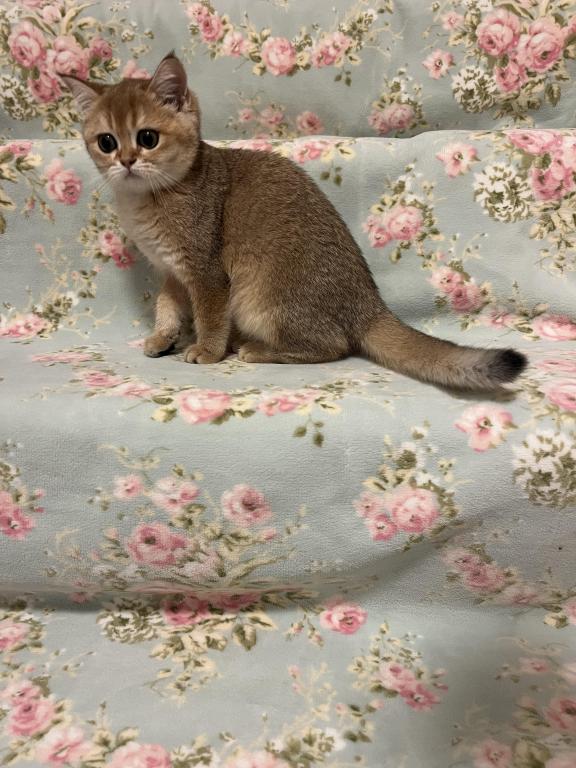 Lily photo 5