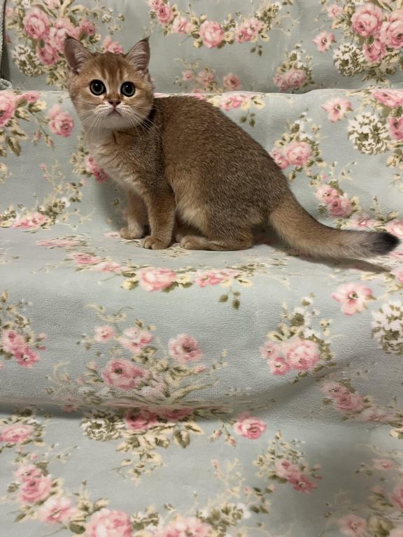 Lily photo 7