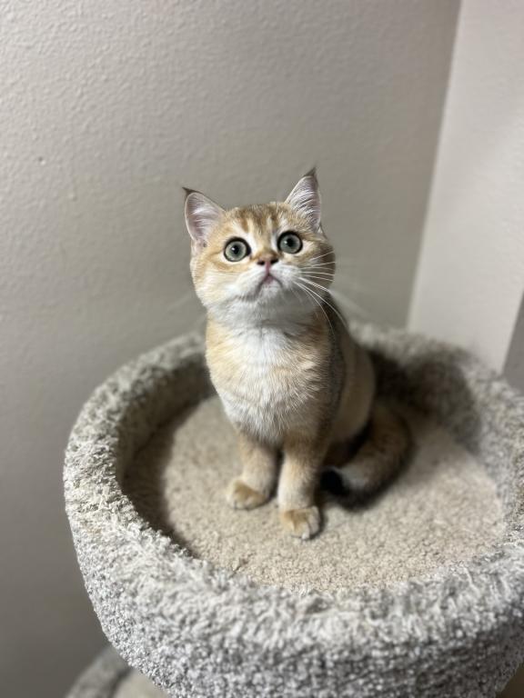 Lily photo 13