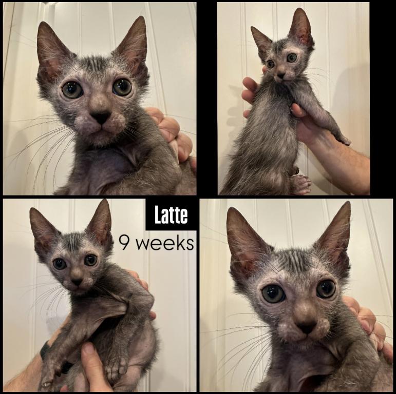 Latte Kitten photo 1