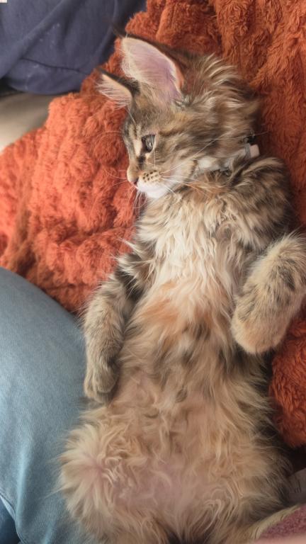 Sweet Maine Coon Kitten photo 2
