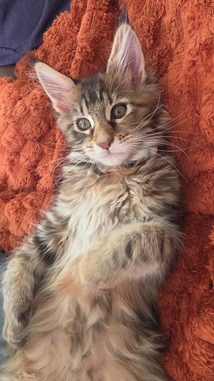Sweet Maine Coon Kitten