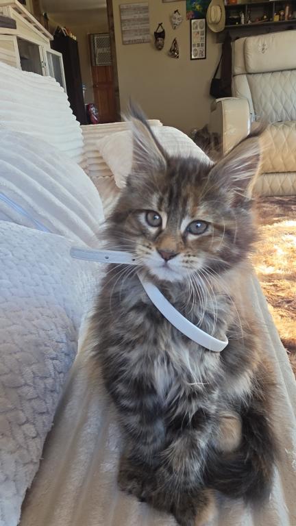 Female Maine Coon Kitten photo 3