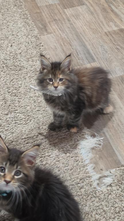 Female Maine Coon Kitten photo 2