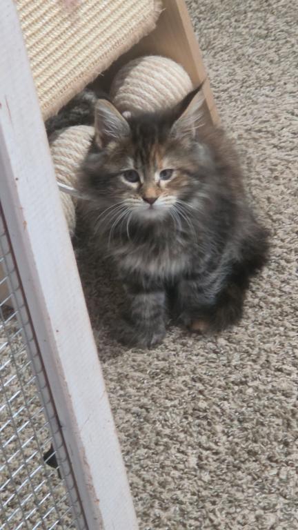 Female Maine Coon Kitten