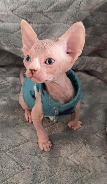Sphynx Boby photo 1
