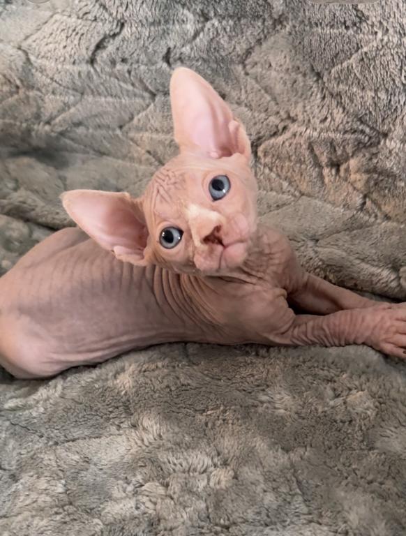 Sphynx Boby photo 4
