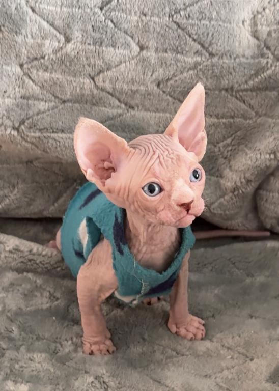 Sphynx Boby photo 5