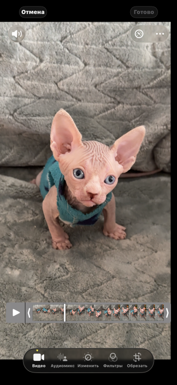 Sphynx Boby photo 3