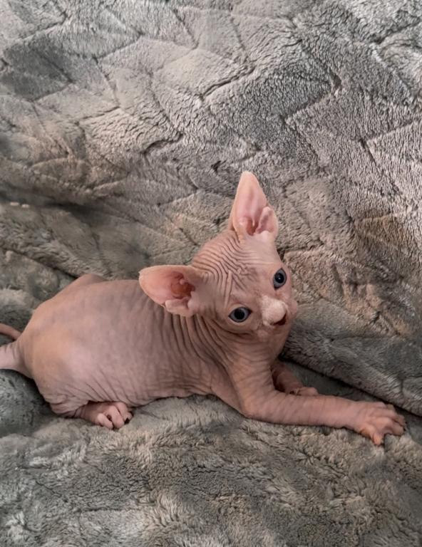 Sphynx Boby photo 6