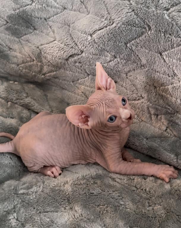 Sphynx Boby photo 2