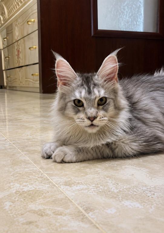Iverson Giant Maine Coone Male photo 2