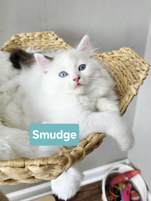 Ragdoll Kittens photo 7