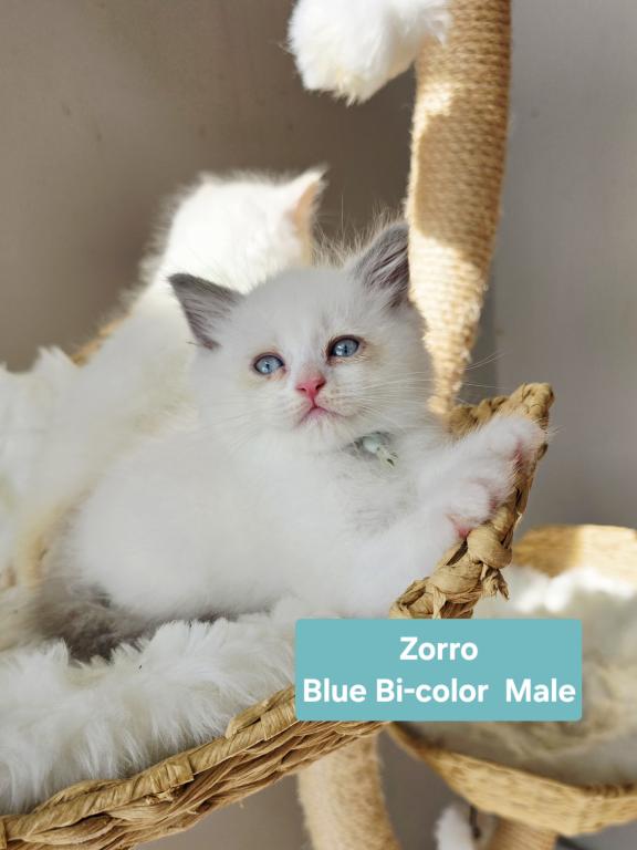 Ragdoll Kittens photo 2