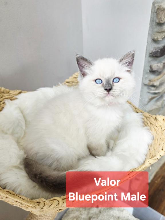 Ragdoll Kittens photo 1