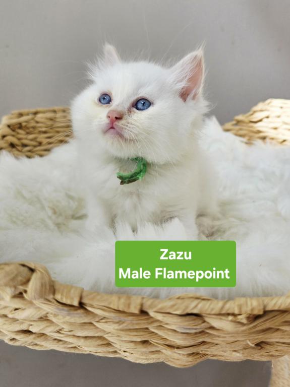 Ragdoll Kittens photo 5