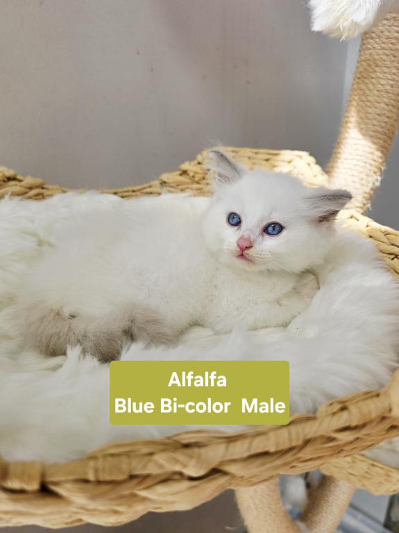 Ragdoll Kittens photo 3