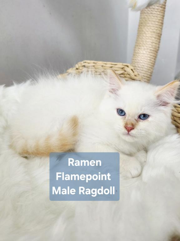 Ragdoll Kittens photo 8