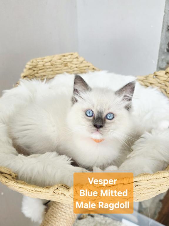 Ragdoll Kittens photo 6