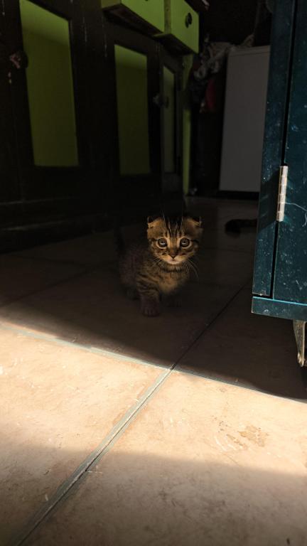 S Bengal Munchkin photo 1