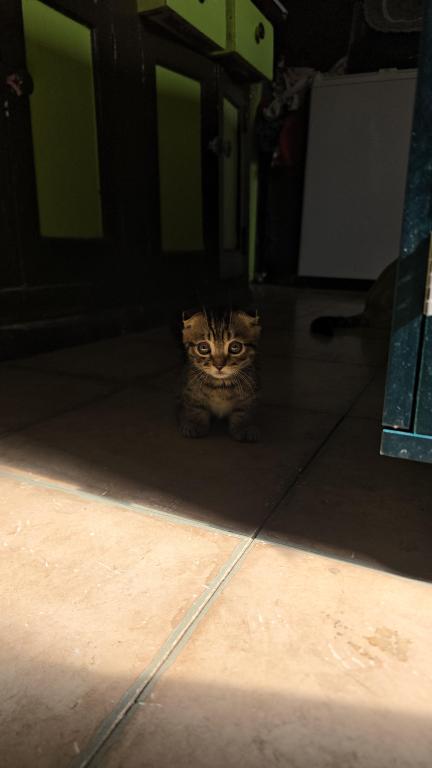 S Bengal Munchkin photo 2
