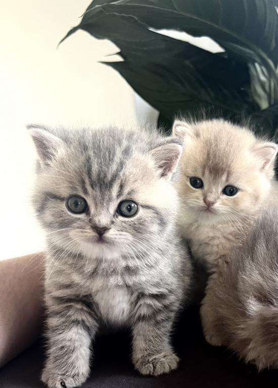 Kitty Love photo 3