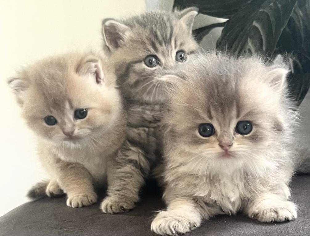 Kitty Love photo 8