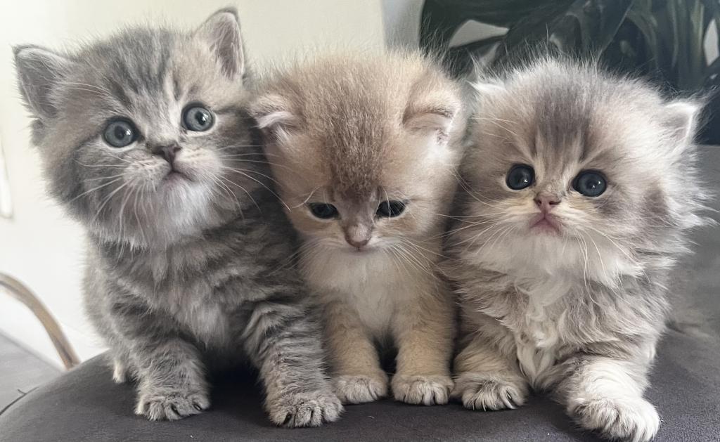 Kitty Love photo 1
